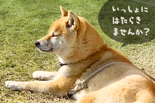 会社犬ケンさん